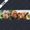 Led Bild Drei Schottische Rinder Panorama Motivvorschau