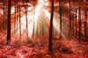 Led Bild Herbstwald Schmal Crop