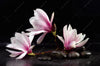 Led Bild Magnolien Zen Steine Hochformat Crop