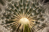 Led Bild Pusteblume No 11 Quadrat Crop