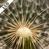 Led Bild Pusteblume No 11 Quadrat Motivvorschau