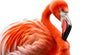 Led Bild Rosa Flamingo Quadrat Crop