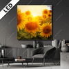 Led Bild Sonnenblumen Im Abendlicht Quadrat Produktvorschau