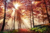 Led Bild Sonnenlicht Im Nebligen Wald Panorama Crop