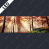 Led Bild Sonnenlicht Im Nebligen Wald Panorama Motivvorschau