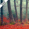 Led Bild Vertraeumter Wald Hochformat Zoom
