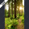 Led Bild Wald Mit Sonnenstrahlen No 2 Hochformat Motivvorschau