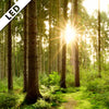 Led Bild Wald Mit Sonnenstrahlen No 2 Hochformat Zoom