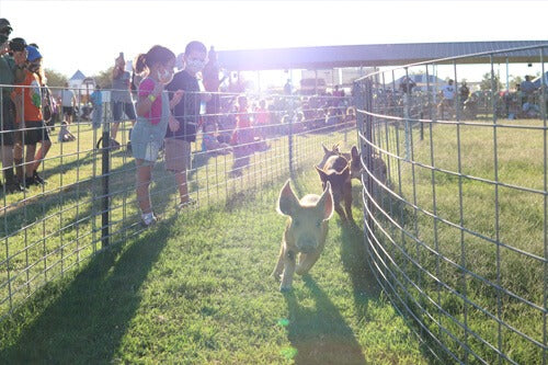 marana pumpkin patch field trip