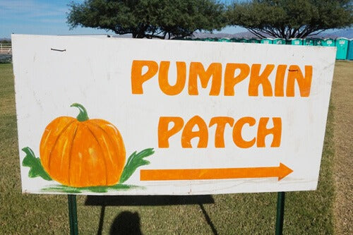 marana pumpkin patch field trip