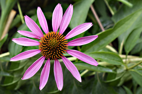 echinacea