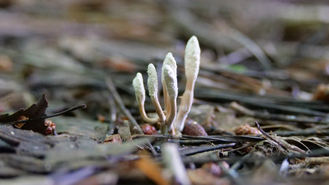 cordyceps mushroom