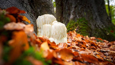 Lion's mane mushroom