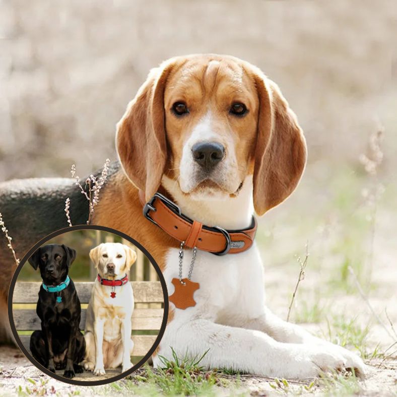 Collier en cuir pour chien, couleur jaune avec doublure en néoprÚne