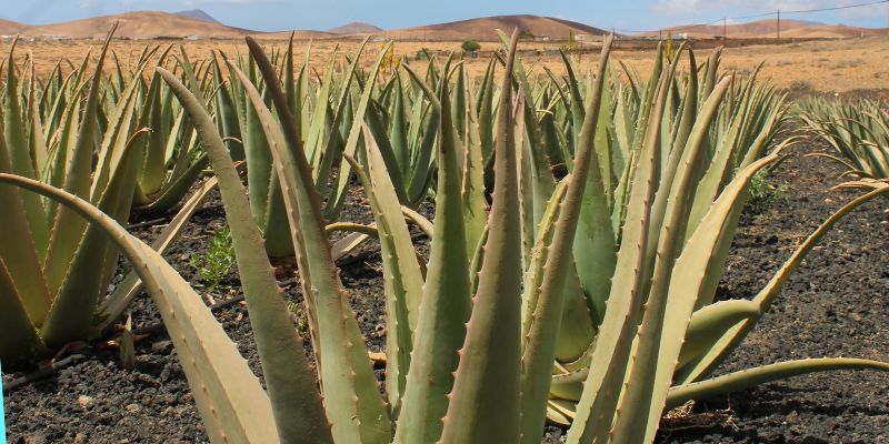 how to identify an aloe barbadensis miller