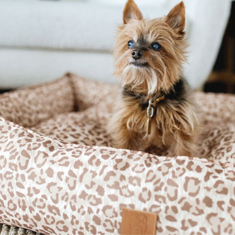 Puppy in new bed