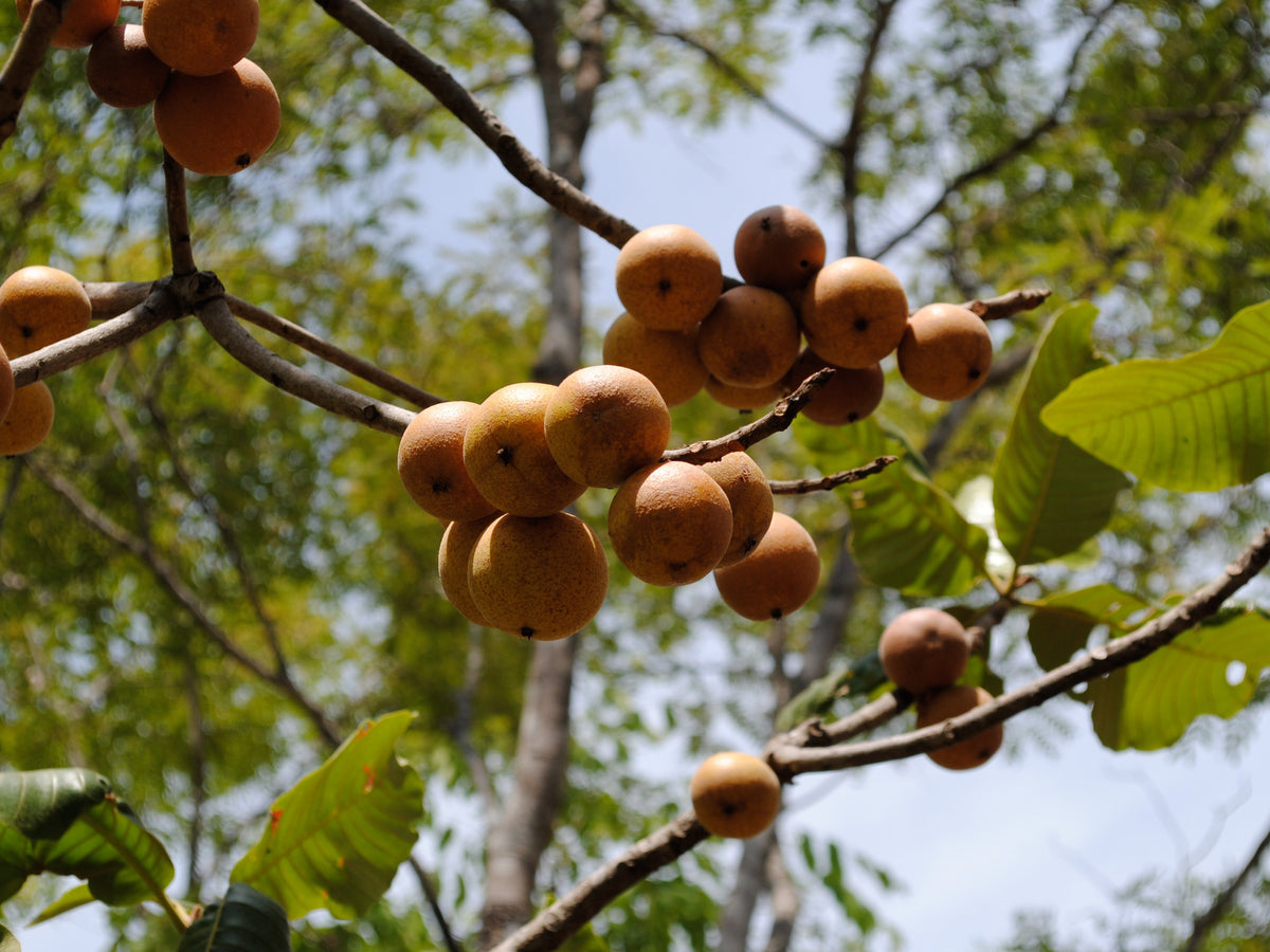 fruit