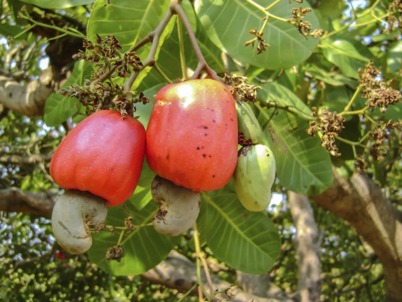 cashew plant photos