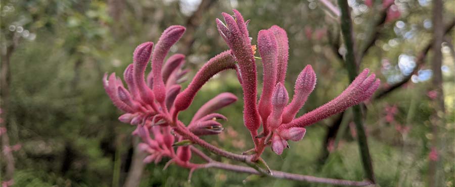 pink kangaroo paw flowers in the Australian bush