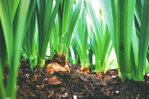 Onions growing in soil