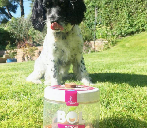 Dog in front of plastic jar