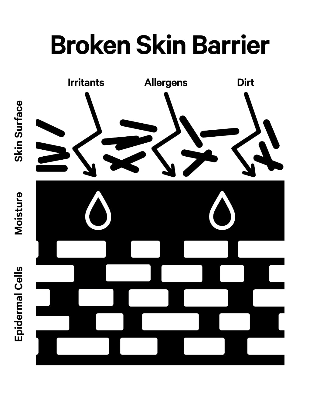 infographic skin barrier