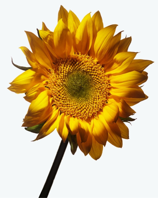 Bright yellow sunflower with natural oils