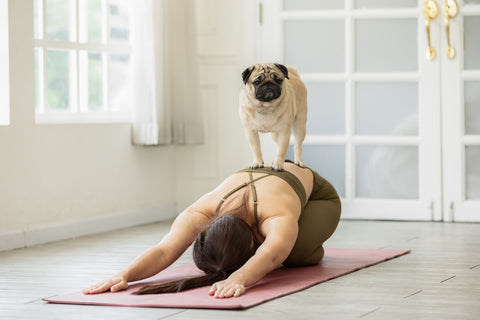 Yoga Maiden on X: 🐶🐶Flip Your Dog Into Wild Thing⁠🐯🦁 ⁠#yoga  #yogamaiden  / X