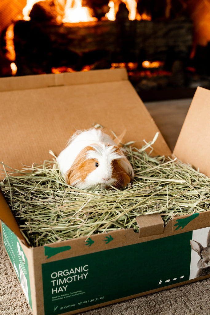 guinea pig eating hay