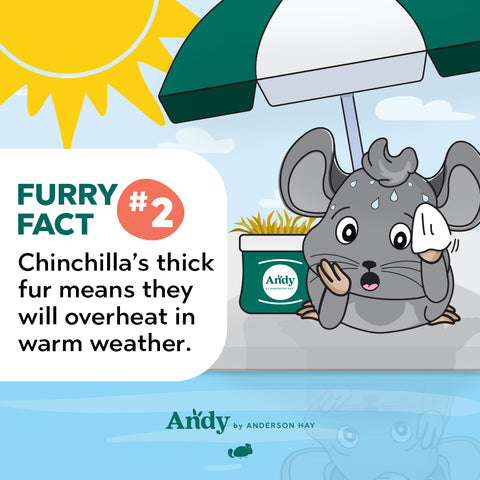 chinchilla fun facts about overheating