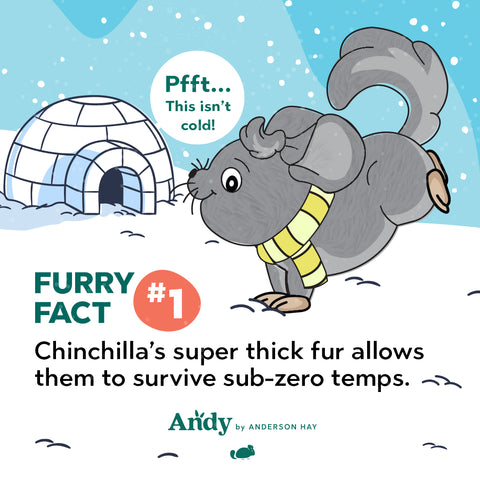 chinchilla furry fact thick fur sub-zero temps