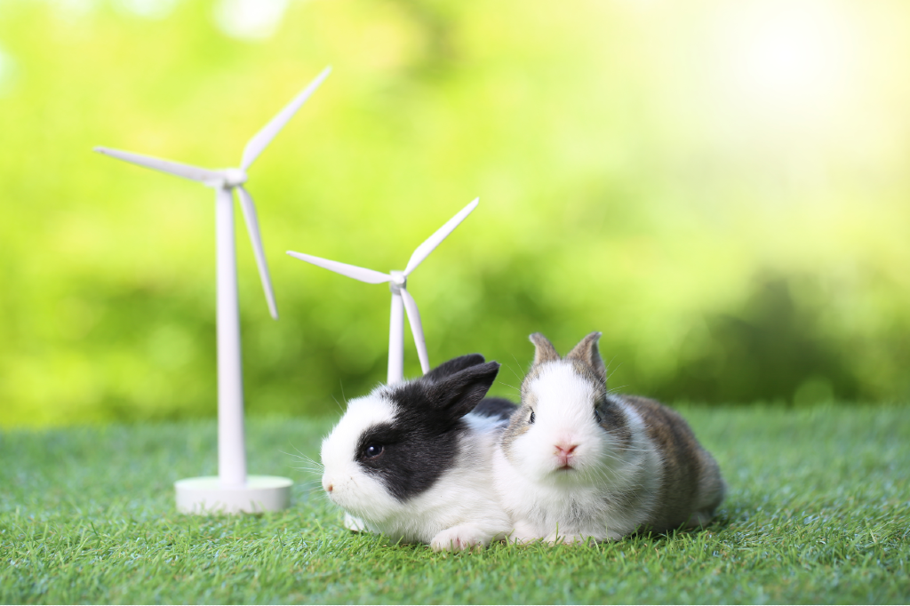 bunnies with fans