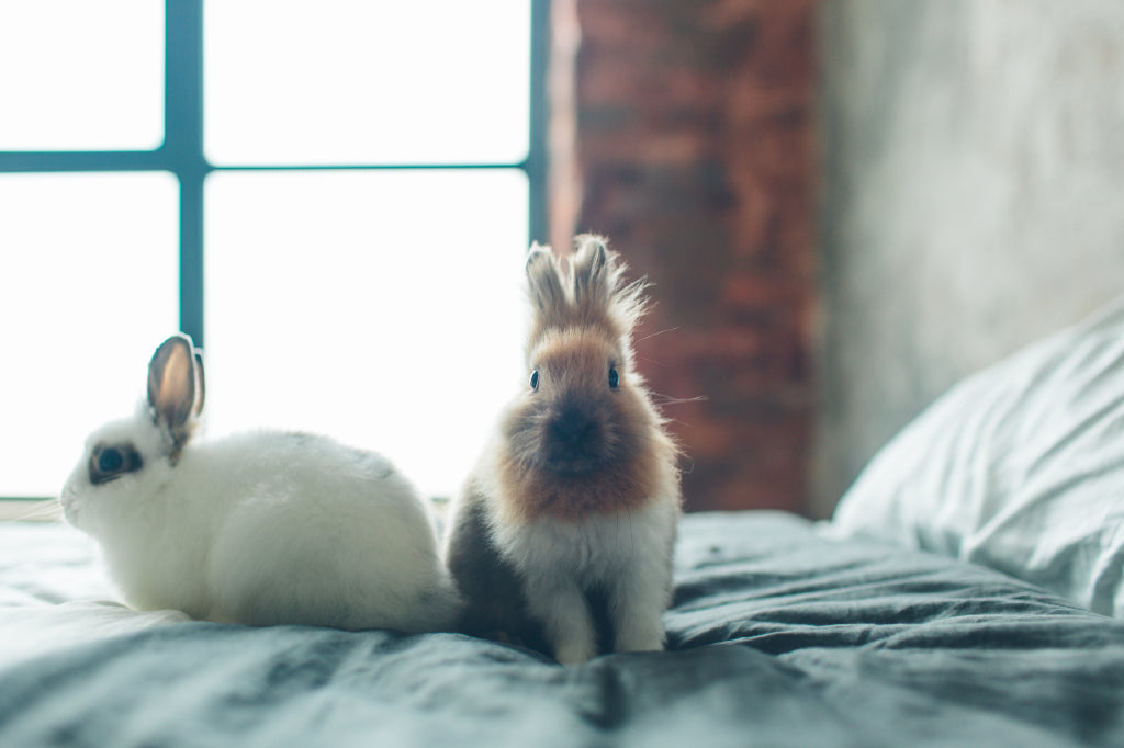 bunnies cooling off in bed