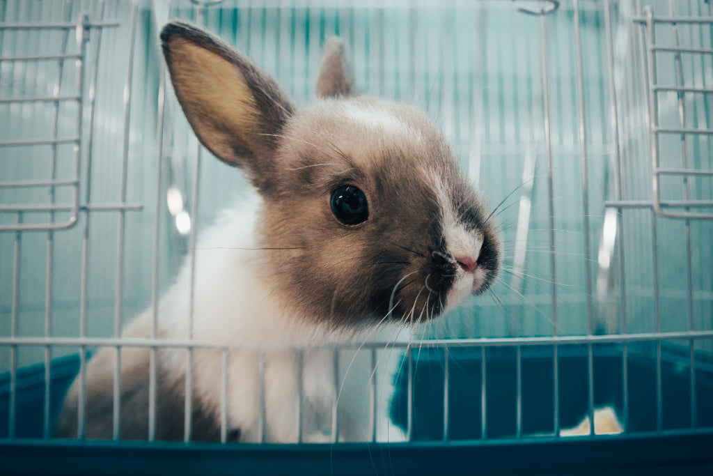 bunny in a cage