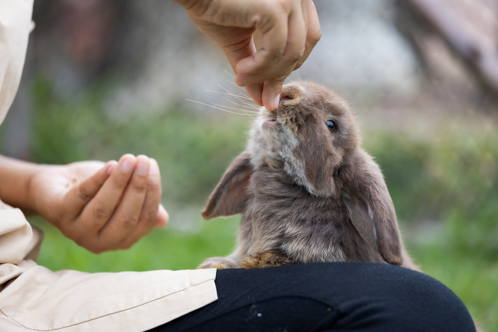 bunny with treats