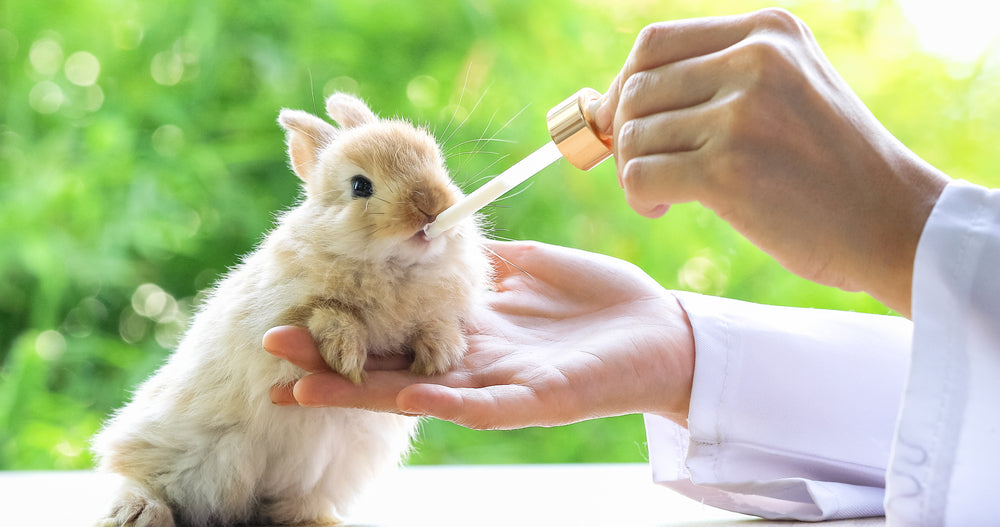 young rabbit at veterinarian