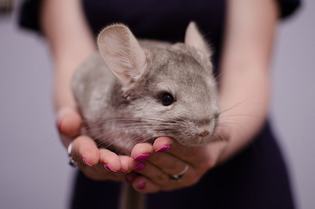 woman holding a chinchilla. does she love him? Of course!