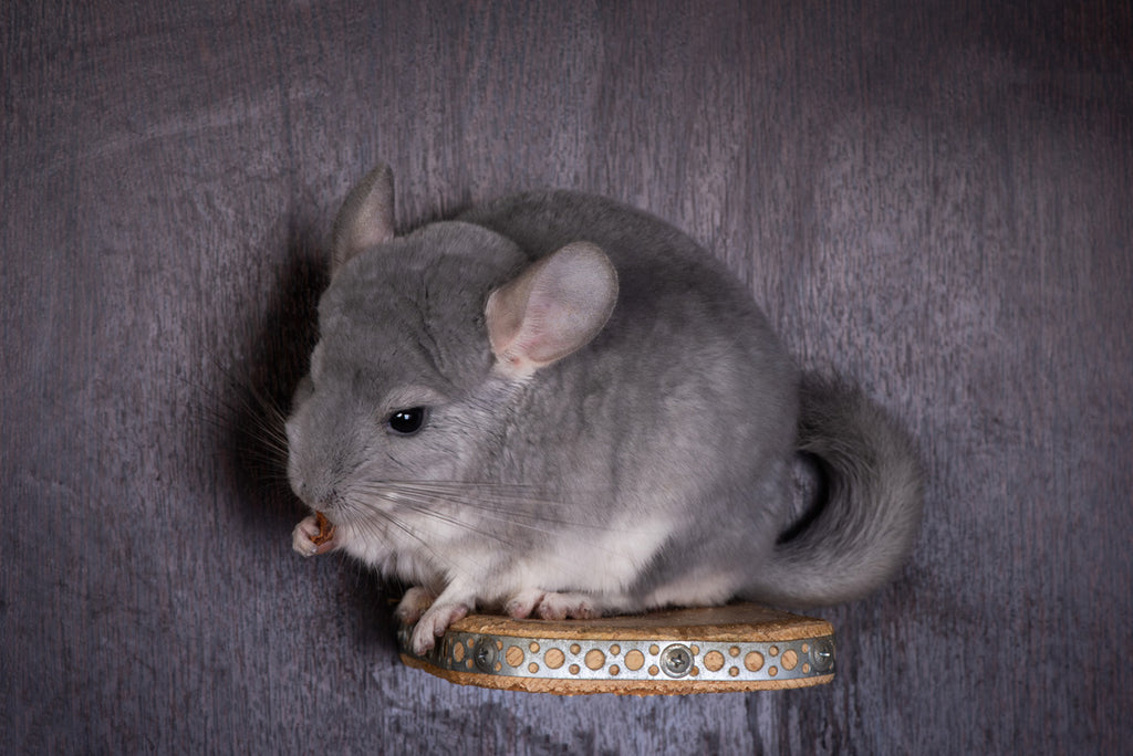 Chinchilla perched with nowhere to run.