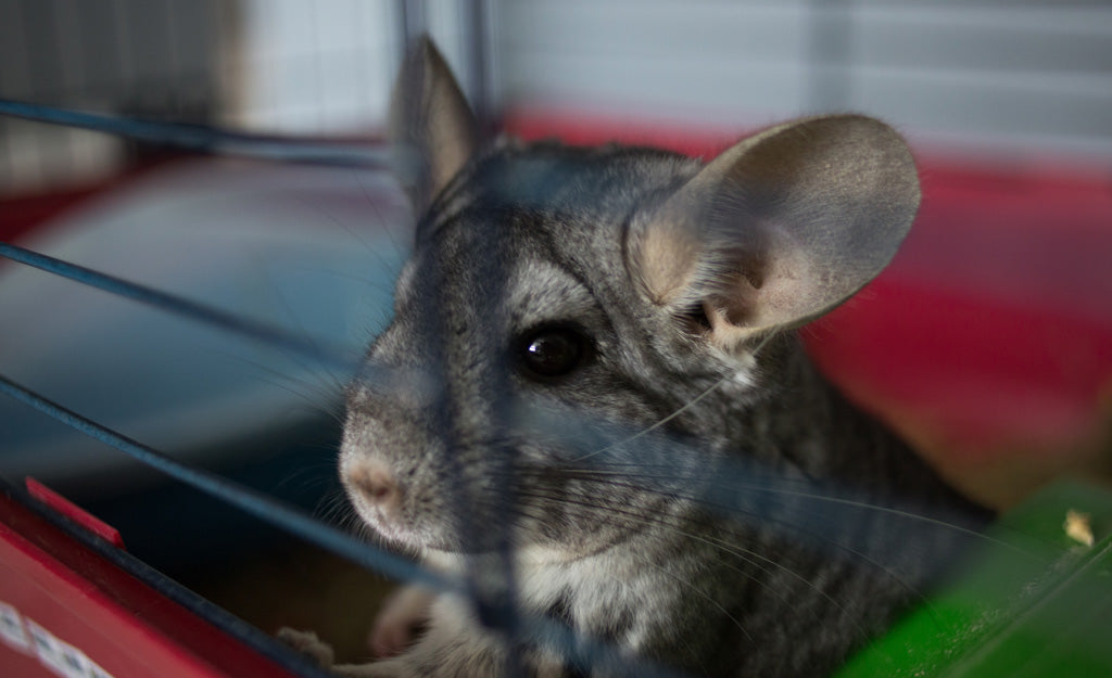 Gray chinchilla looking through window, waiting patiently for mom or dad to show up