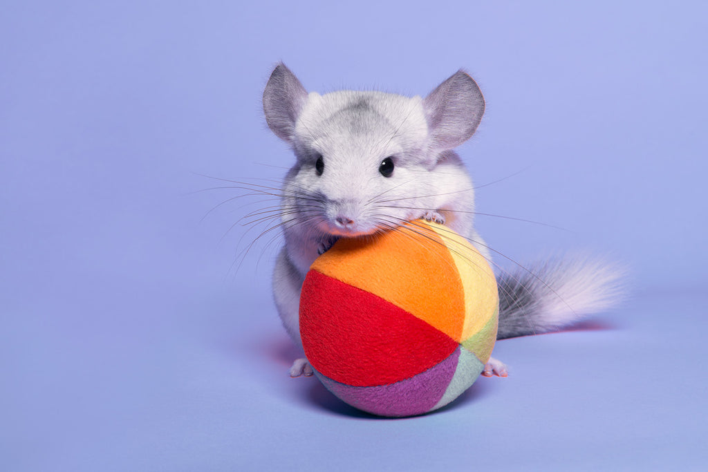 Chinchilla looking all cute on ball.