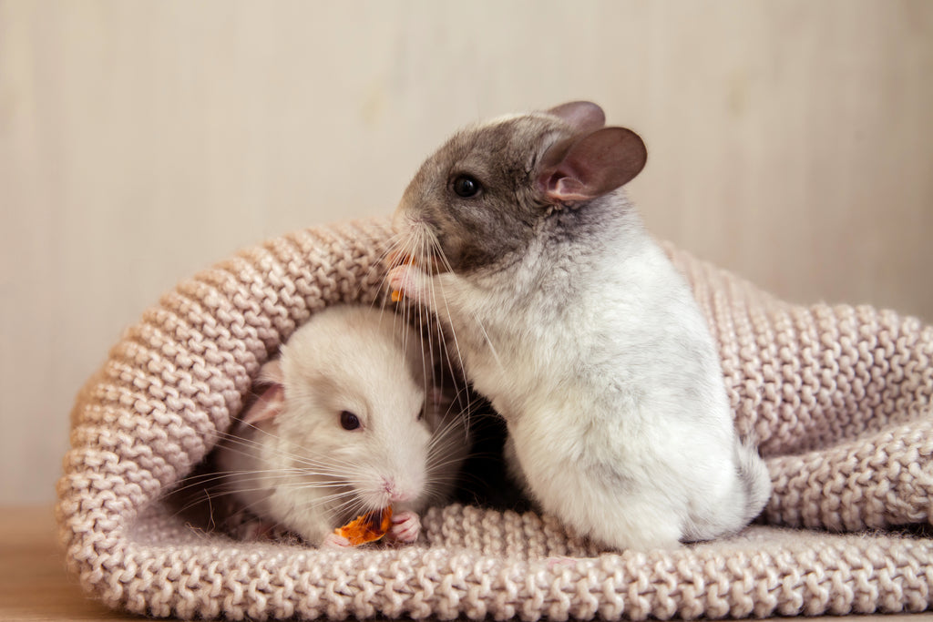 two chinchillas snuggling