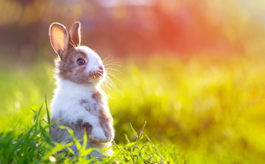 curious rabbit