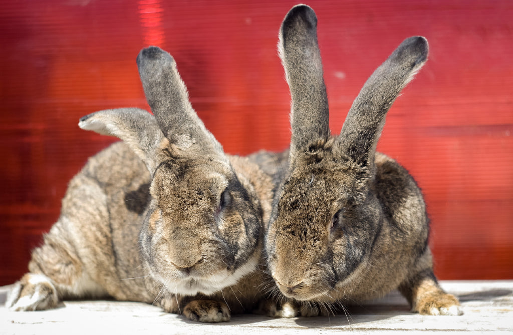 flemish giant rabbits