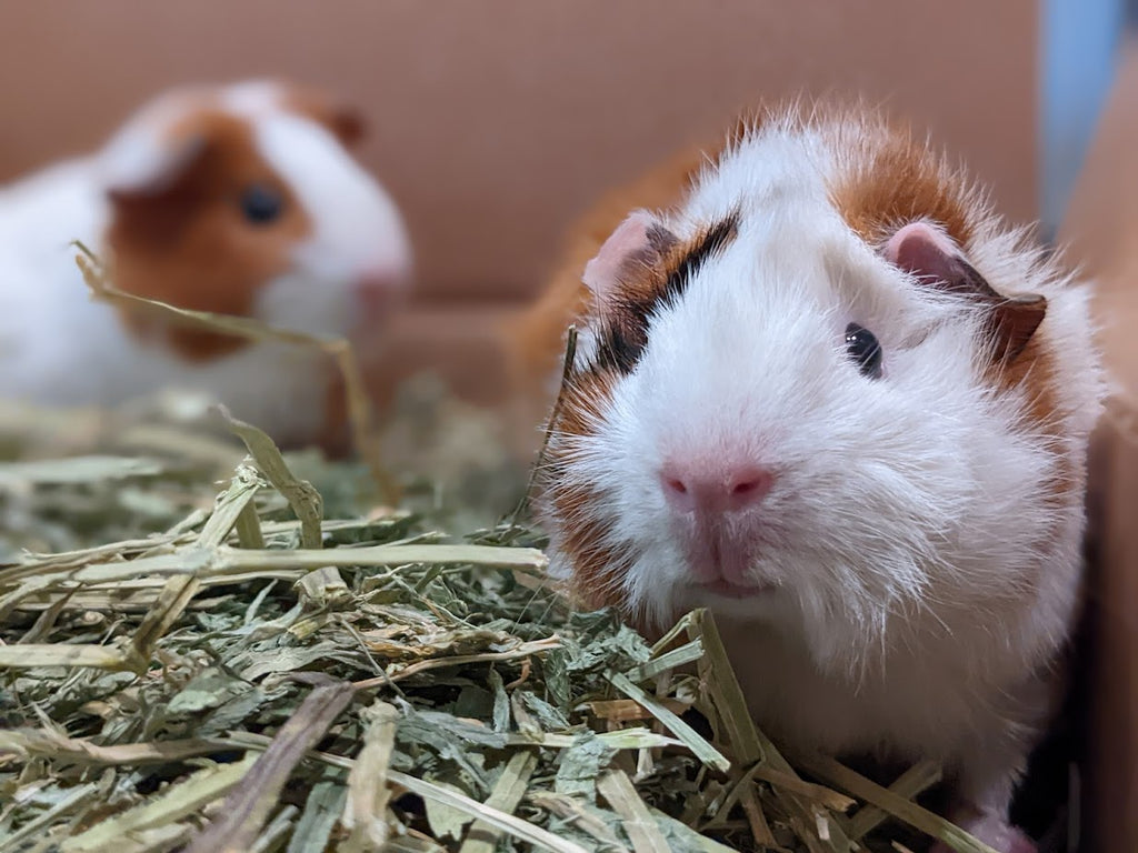 ginger and lulu smelling hay