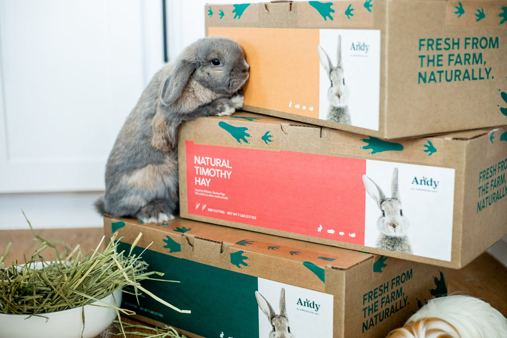 Gray rabbit climbing Andy Timothy Hay Boxes