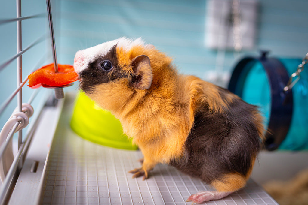 guinea pig in cage