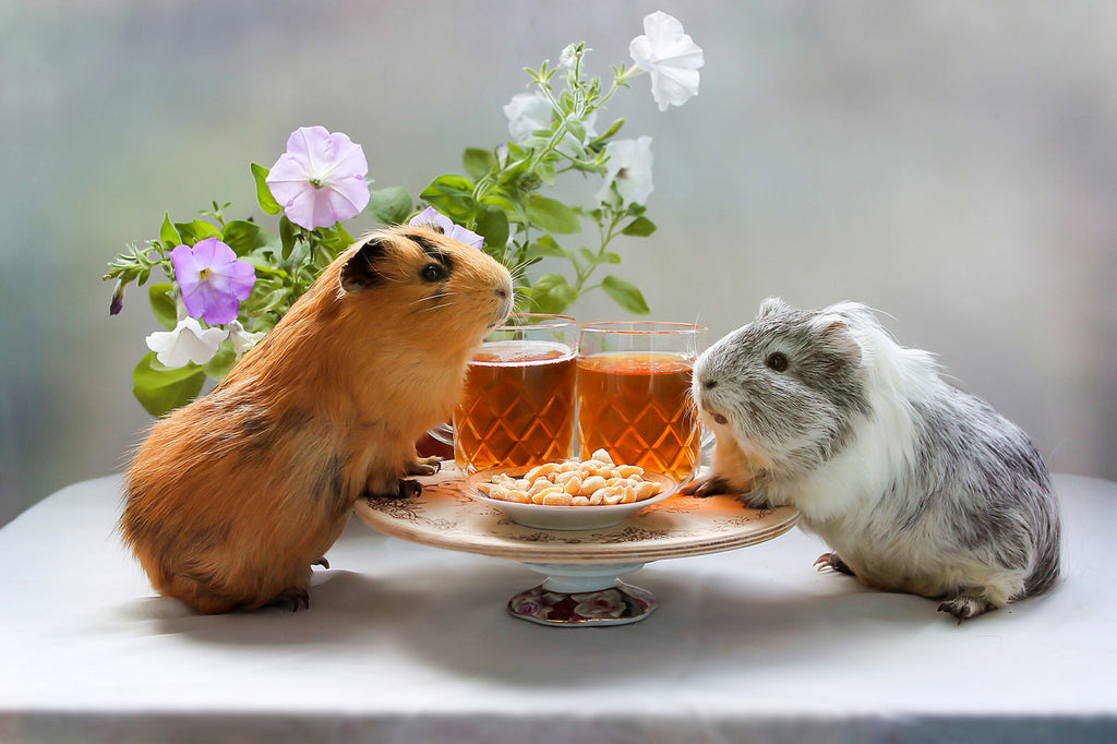 guinea pigs dining together