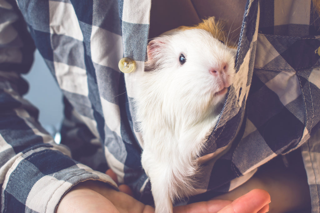 guinea pig snuggled in shirt
