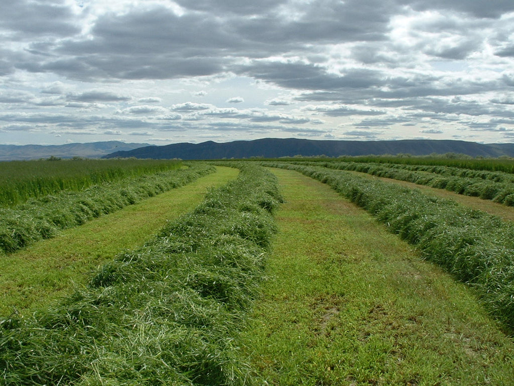 timothy hay field