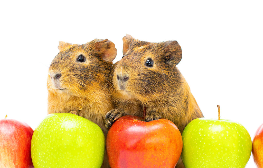 guinea pigs with apples as treats
